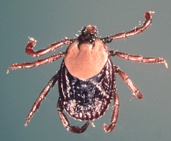Photo of Zebra tick