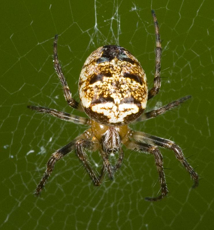 Photo of Zilla orbweaver